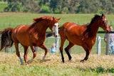 Melbourne Cup Bucket List